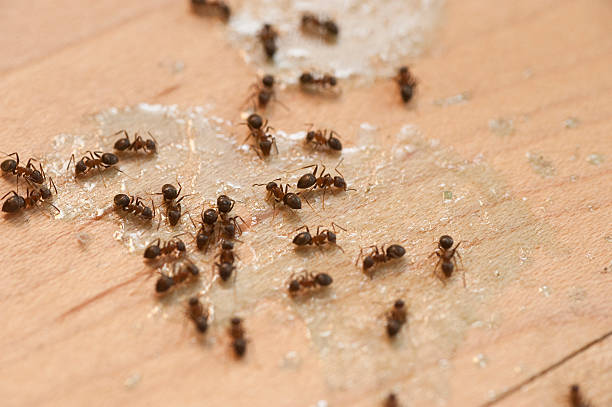 Best Wasp Removal Services  in Belleville, PA